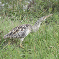 Pinnated Bittern